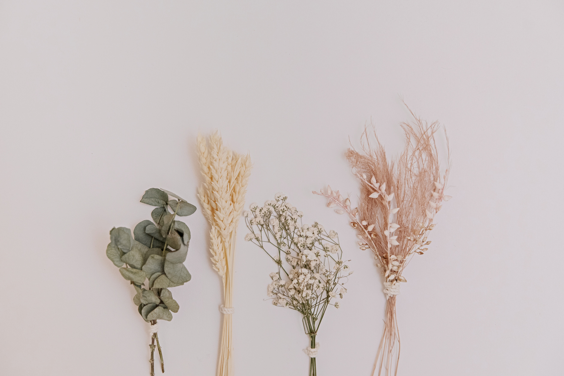 Dried Leaves and Flowers on Light Background